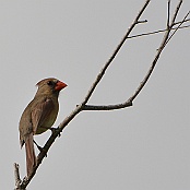 Northern Cardinal, Goose Island State Park, Ingelstad, Texas. 
Röd kadinal